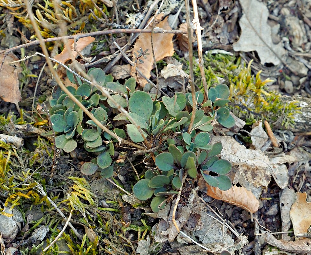 Изображение особи Noccaea macrantha.