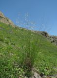 genus Festuca. Цветущее растение. Северная Осетия, гор. округ Владикавказ, окр. с. Чми, ок. 1300 м н.у.м., каменистый склон. 16.06.2021.
