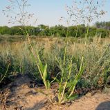 Panicum subspecies ruderale