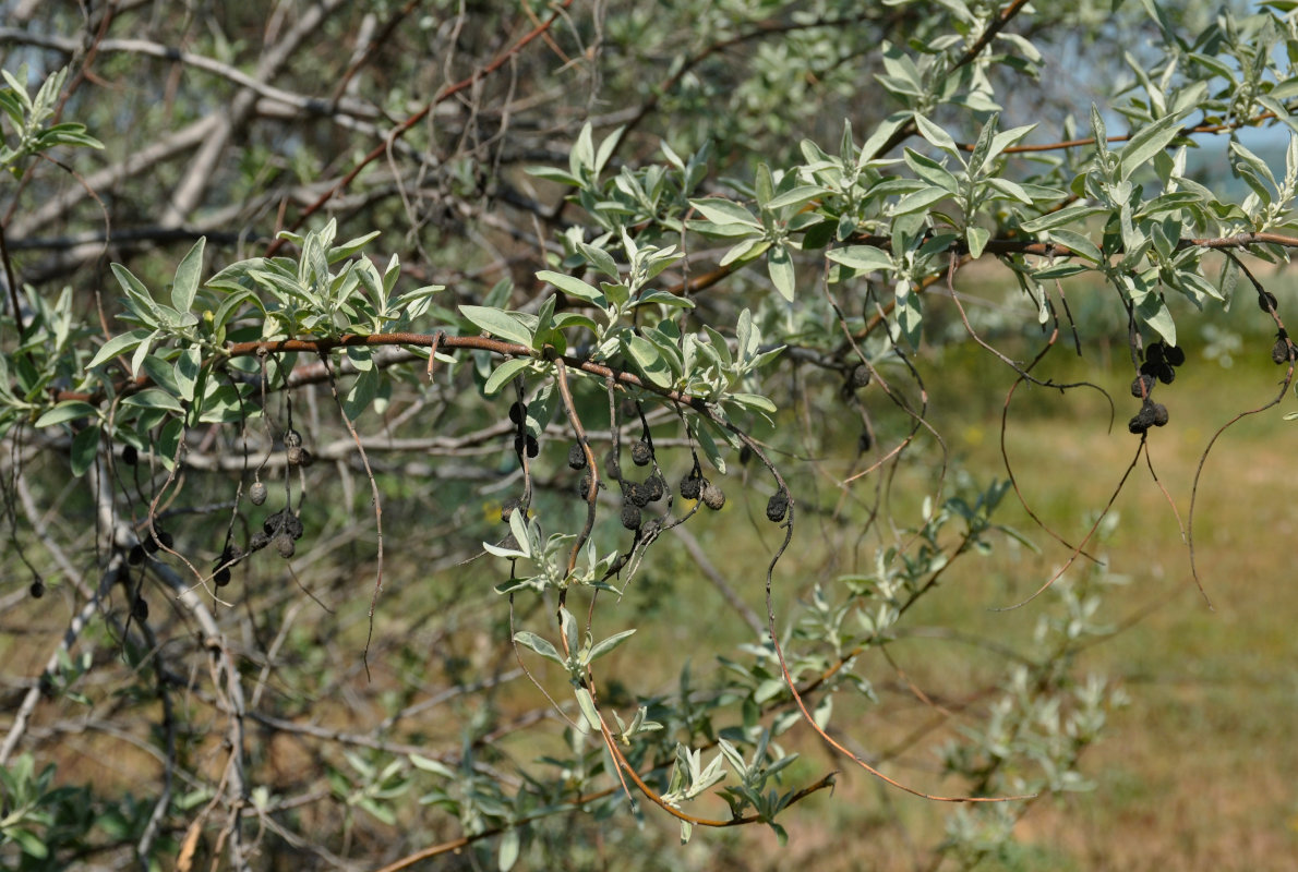 Изображение особи Elaeagnus angustifolia.