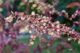 Atriplex sagittata