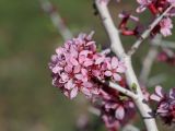 Amygdalus spinosissima