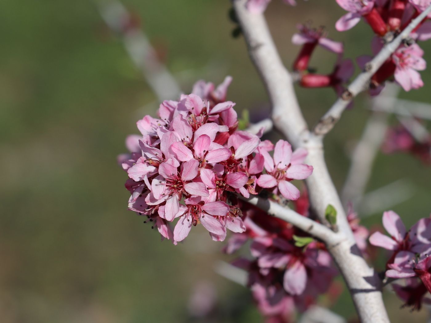 Изображение особи Amygdalus spinosissima.