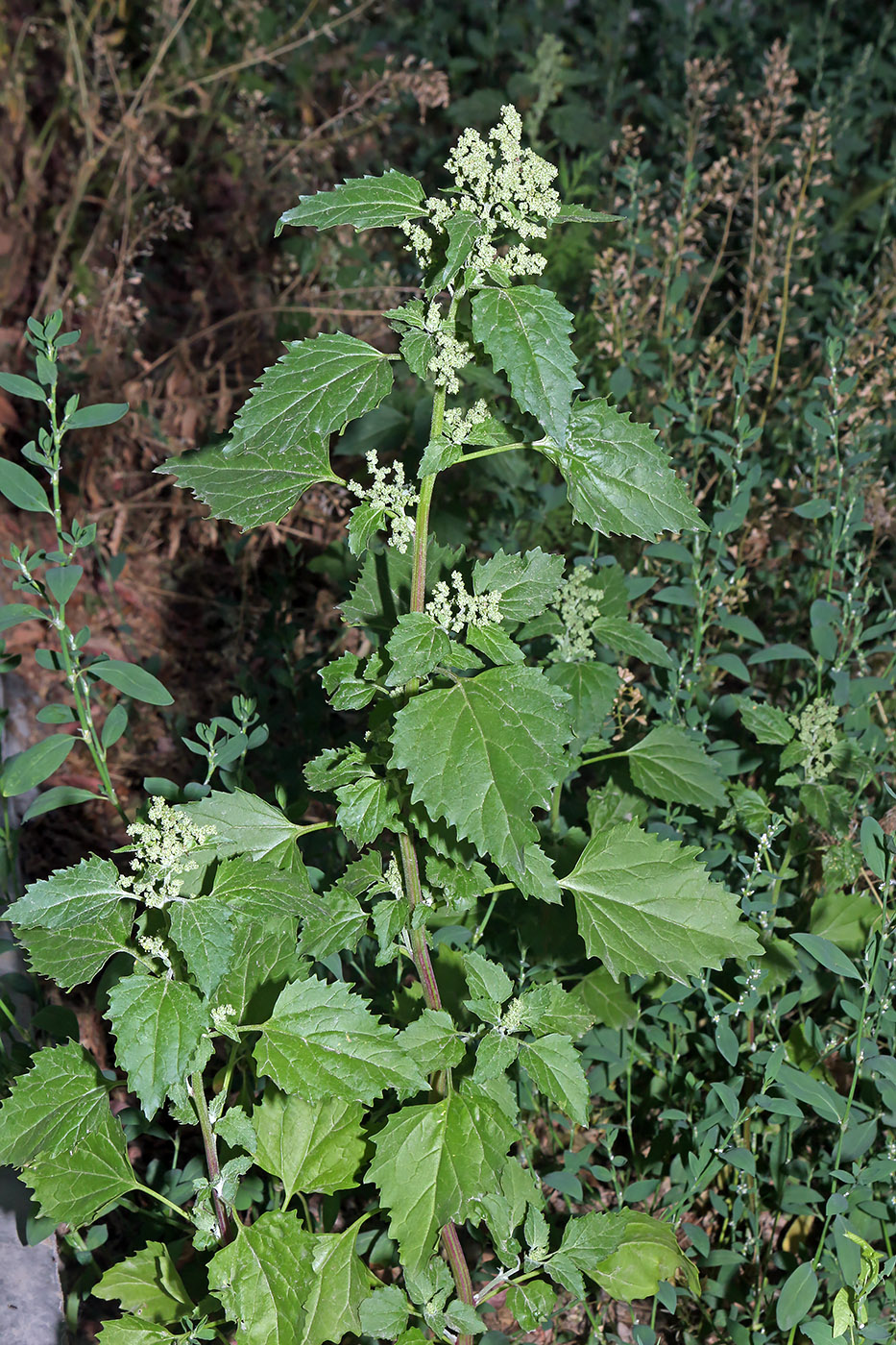 Изображение особи Chenopodiastrum murale.