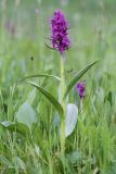 Dactylorhiza euxina
