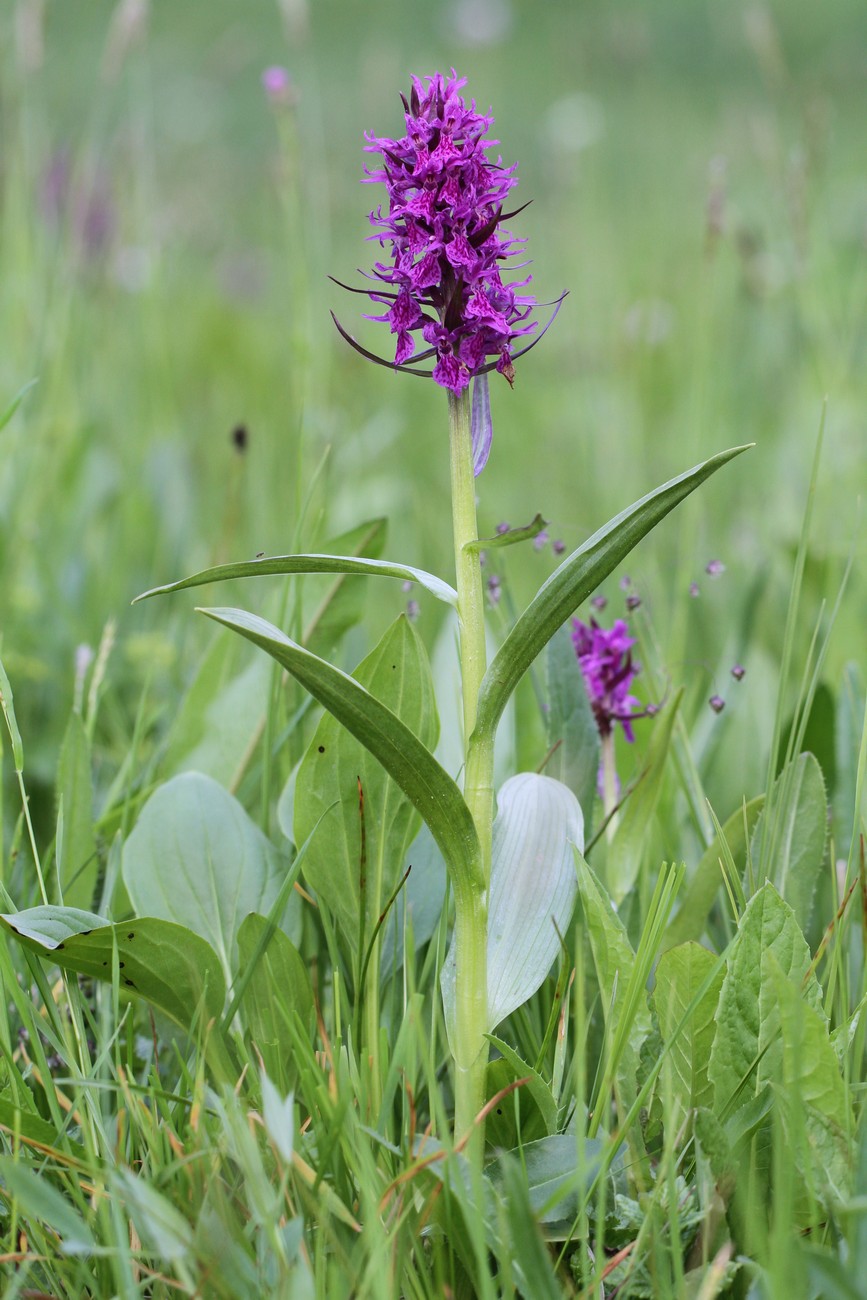 Изображение особи Dactylorhiza euxina.