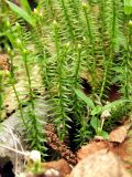 Lycopodium annotinum