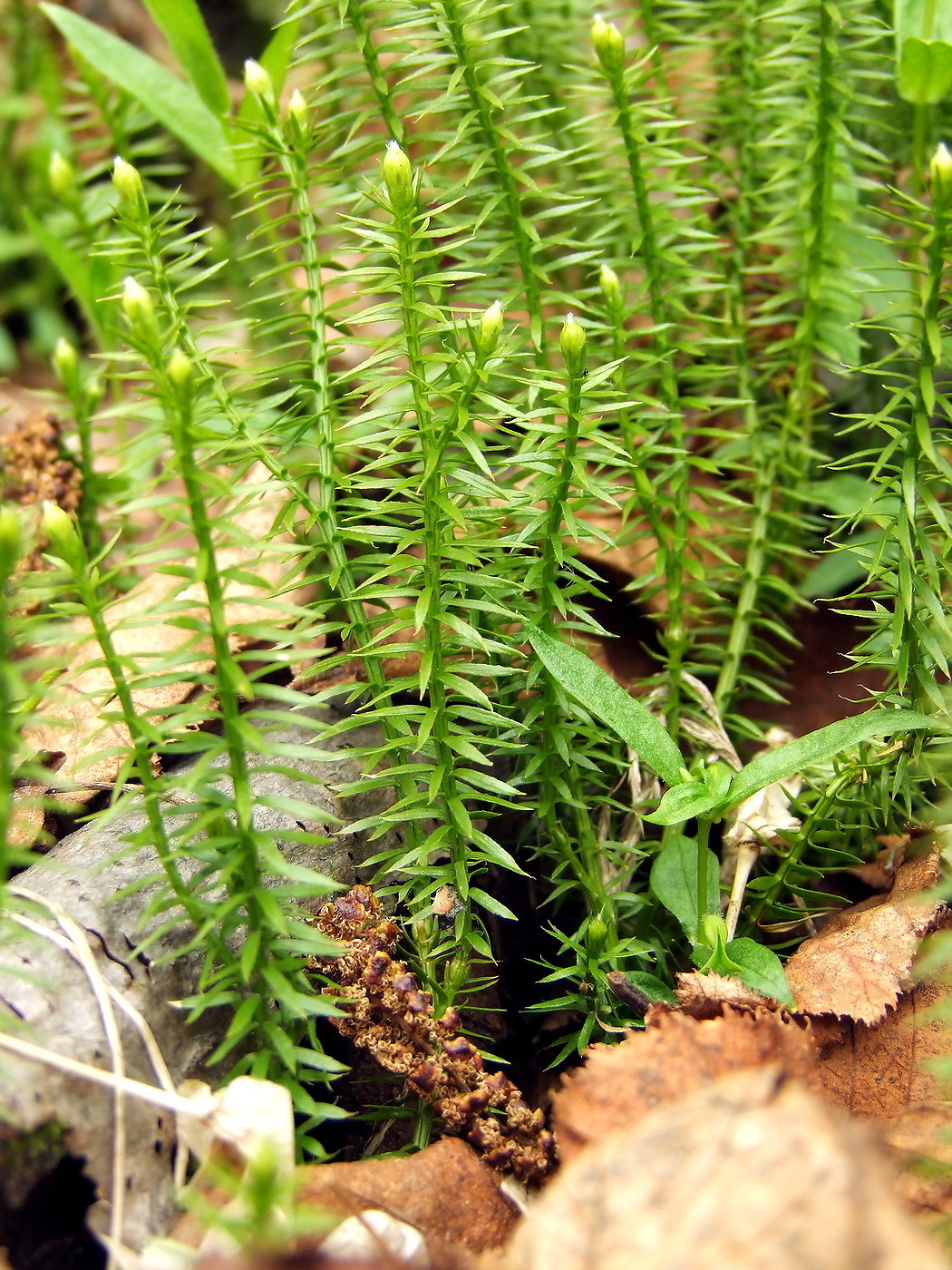 Изображение особи Lycopodium annotinum.