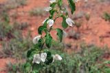 род Bougainvillea. Часть ветви с соцветиями. Мадагаскар, провинция Тулеария, регион Менабе, окр. г. Мурундави, заказник \"Алли Де Баобаб\". 26.11.2019.