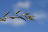 genus Bromopsis. Часть соцветия. Республика Ингушетия, Джейрахский р-н, ур. Мухул, высота ок. 2200 м н.у.м., луг. 18 июня 2022 г.