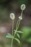 Trifolium montanum. Верхушка цветущего растения. Ростовская обл., Тарасовский р-н, гора Городище, каменистая степь. 11.06.2022.