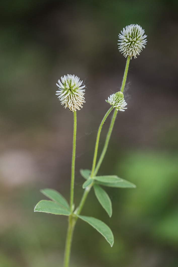Image of Trifolium montanum specimen.