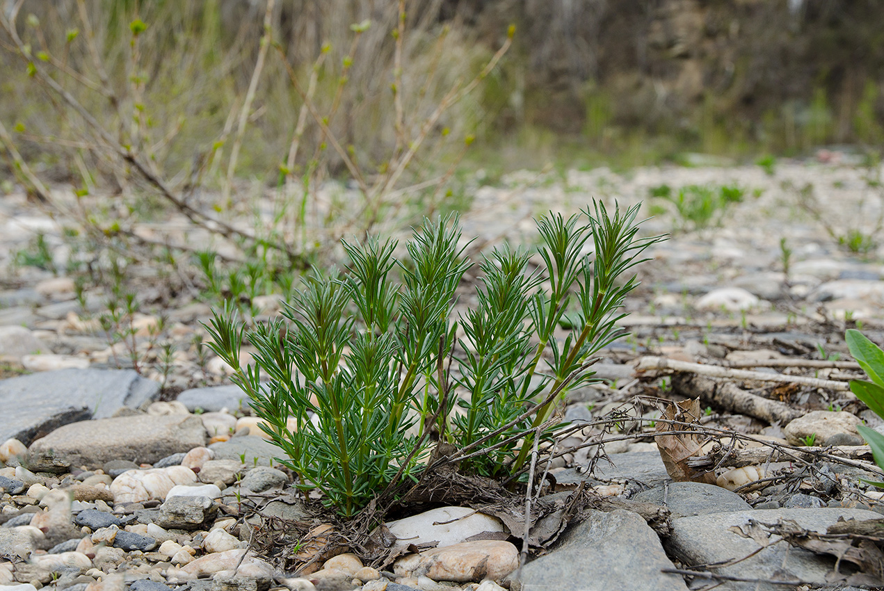 Image of genus Galium specimen.