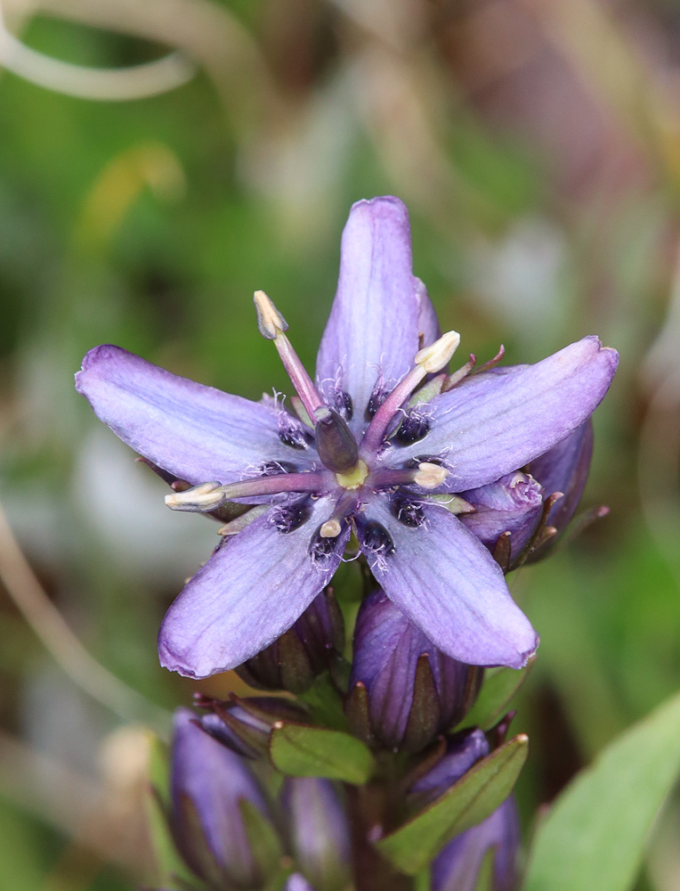 Image of Swertia obtusa specimen.