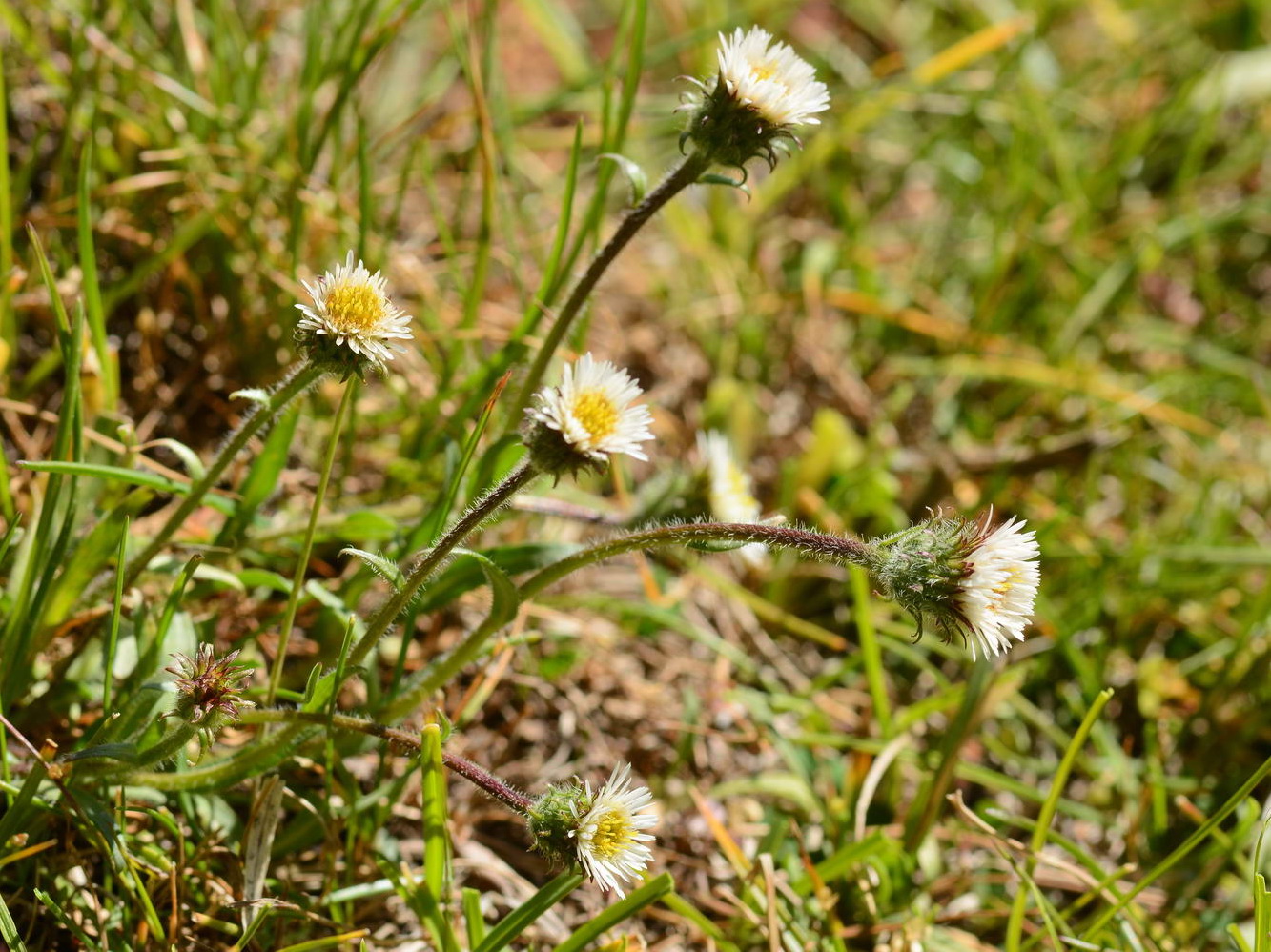 Изображение особи род Erigeron.