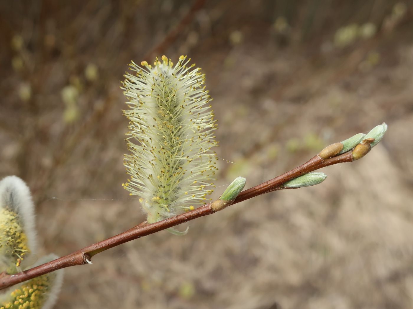 Image of Salix phylicifolia specimen.