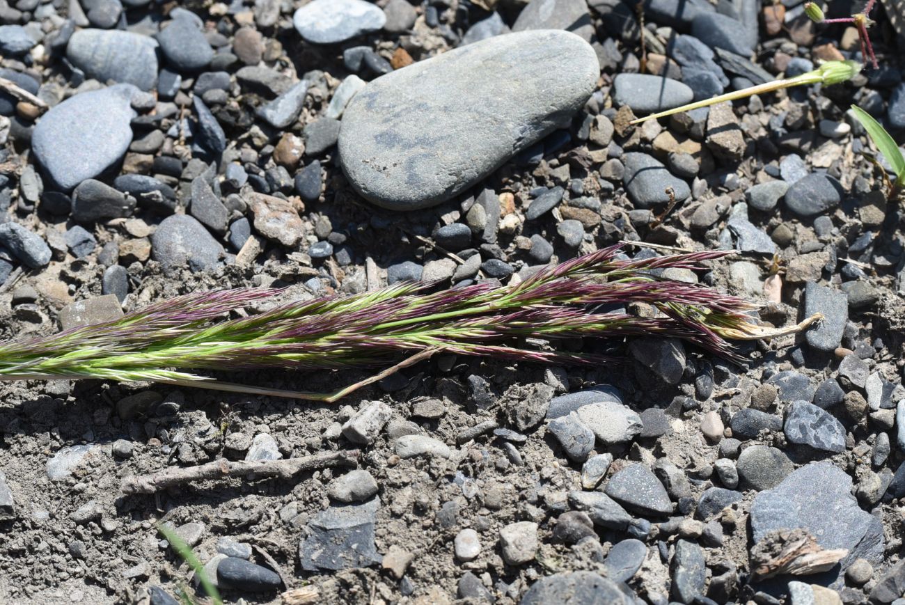 Image of genus Calamagrostis specimen.