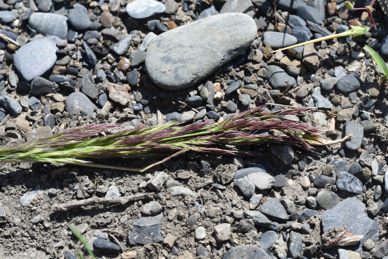 Изображение особи род Calamagrostis.