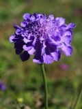 Scabiosa lachnophylla. Соцветие. Приморский край, Ольгинский р-н, окр. пос. Тимофеевка, мыс Четырёх Скал, олуговелый каменистый приморский склон. 02.09.2022.