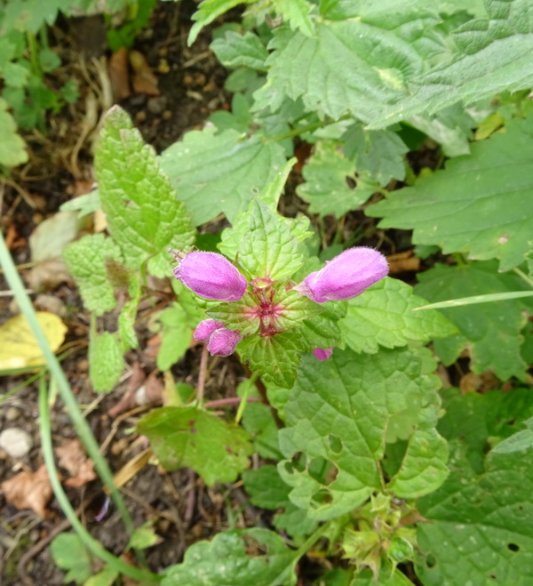 Image of Lamium maculatum specimen.