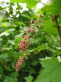 Ribes biebersteinii