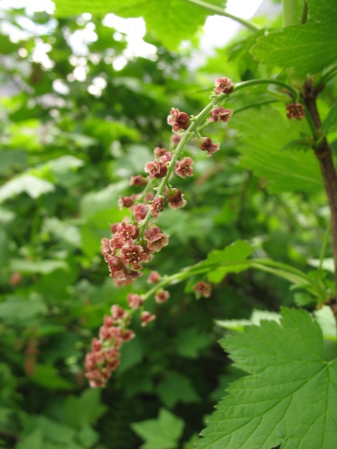 Image of Ribes biebersteinii specimen.