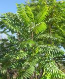 Ailanthus altissima. Крона. Крым, Симферополь. 27 октября 2008 г.