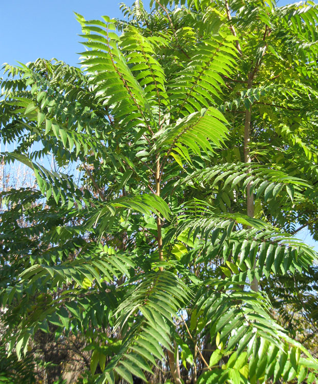 Image of Ailanthus altissima specimen.