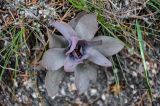 Orostachys malacophylla