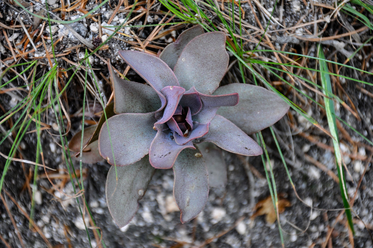 Изображение особи Orostachys malacophylla.