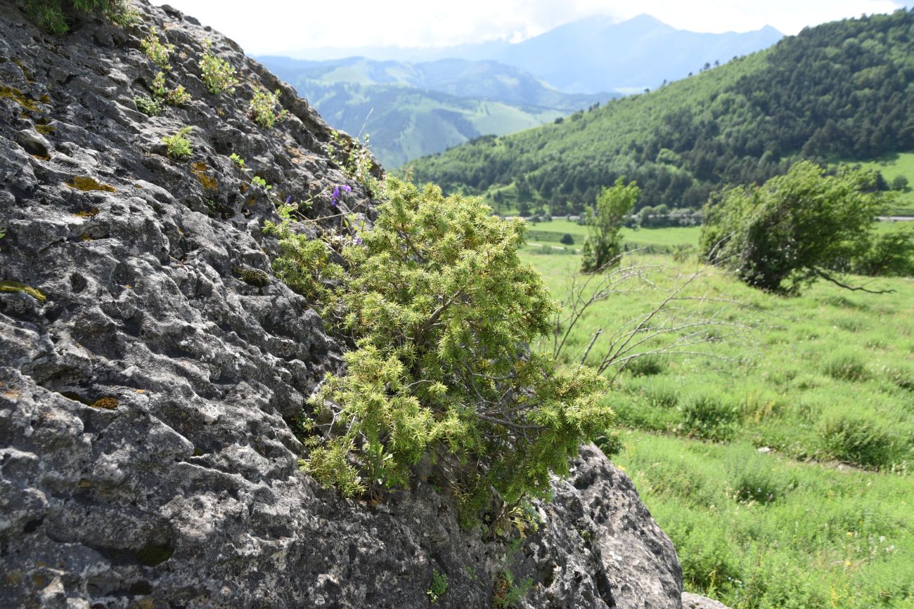 Изображение особи Juniperus oblonga.