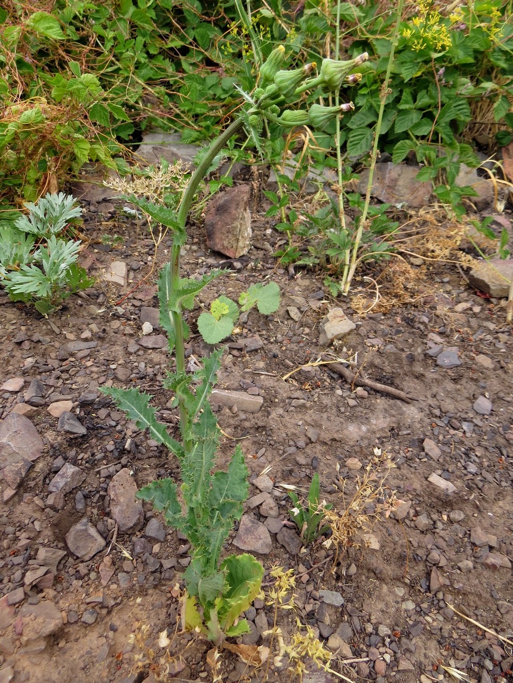 Image of Sonchus asper specimen.