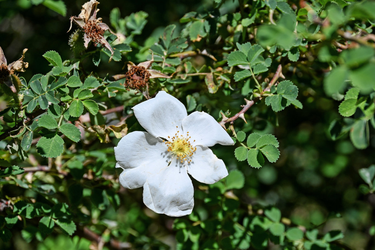 Image of Rosa fedtschenkoana specimen.