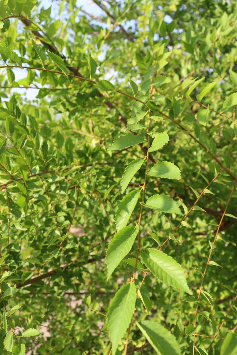 Image of Ulmus pumila specimen.