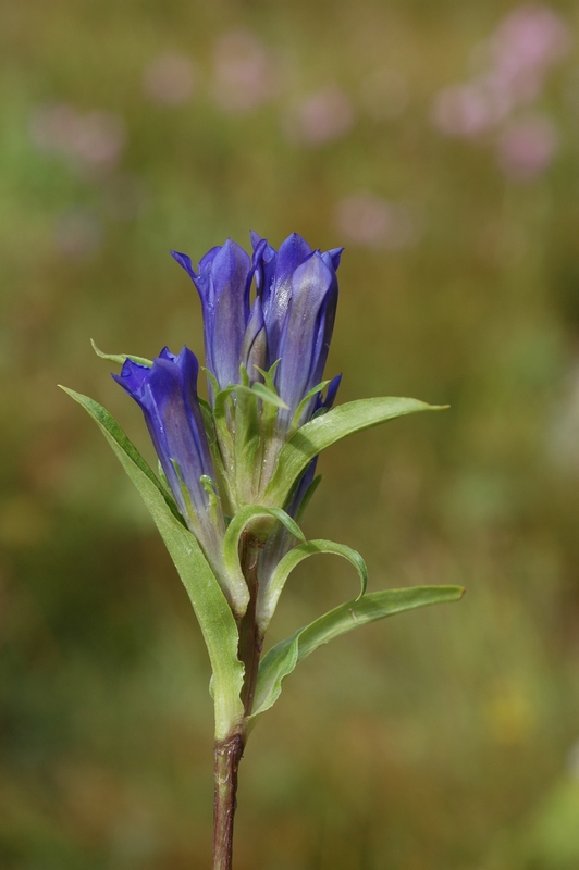 Изображение особи Gentiana kirilowii.