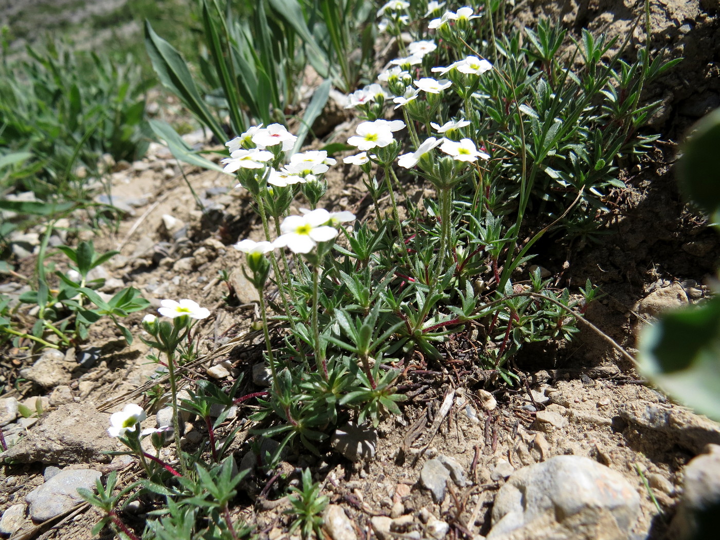 Image of Androsace sericea specimen.