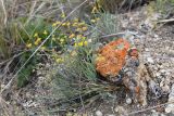 Bupleurum