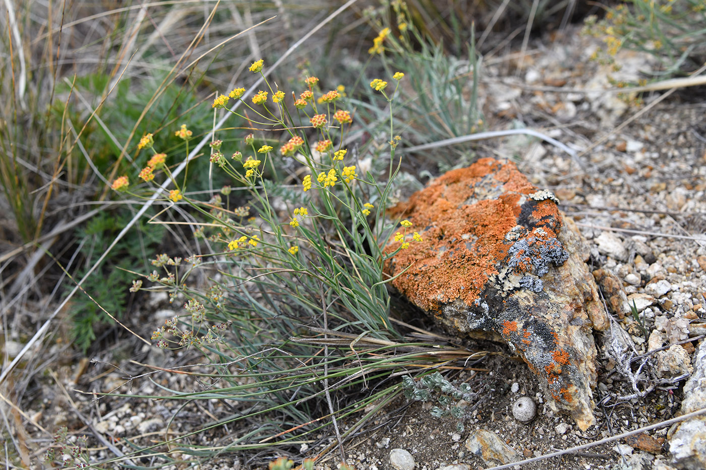 Image of genus Bupleurum specimen.