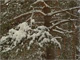 Pinus sylvestris. Часть кроны с веткой, покрытой мокрым снегом. Москва, Жулебинский лес. 21.02.2006.