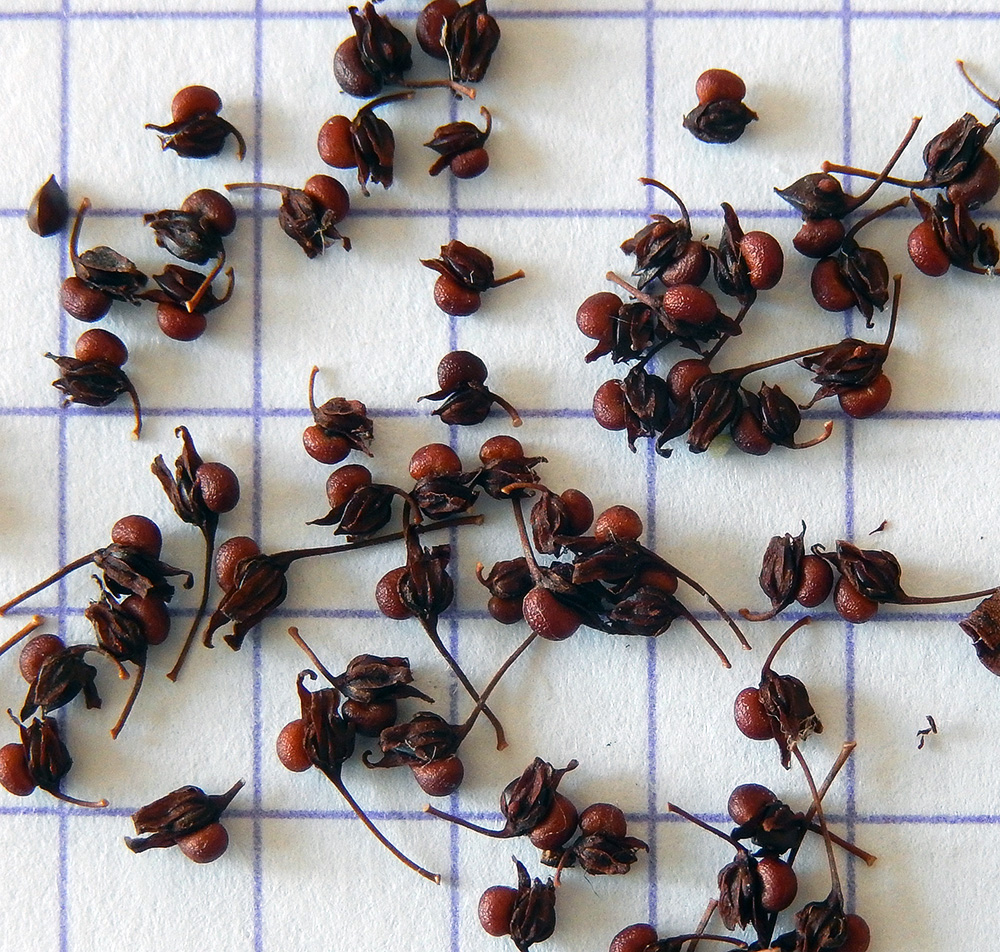 Image of Rumex sanguineus specimen.