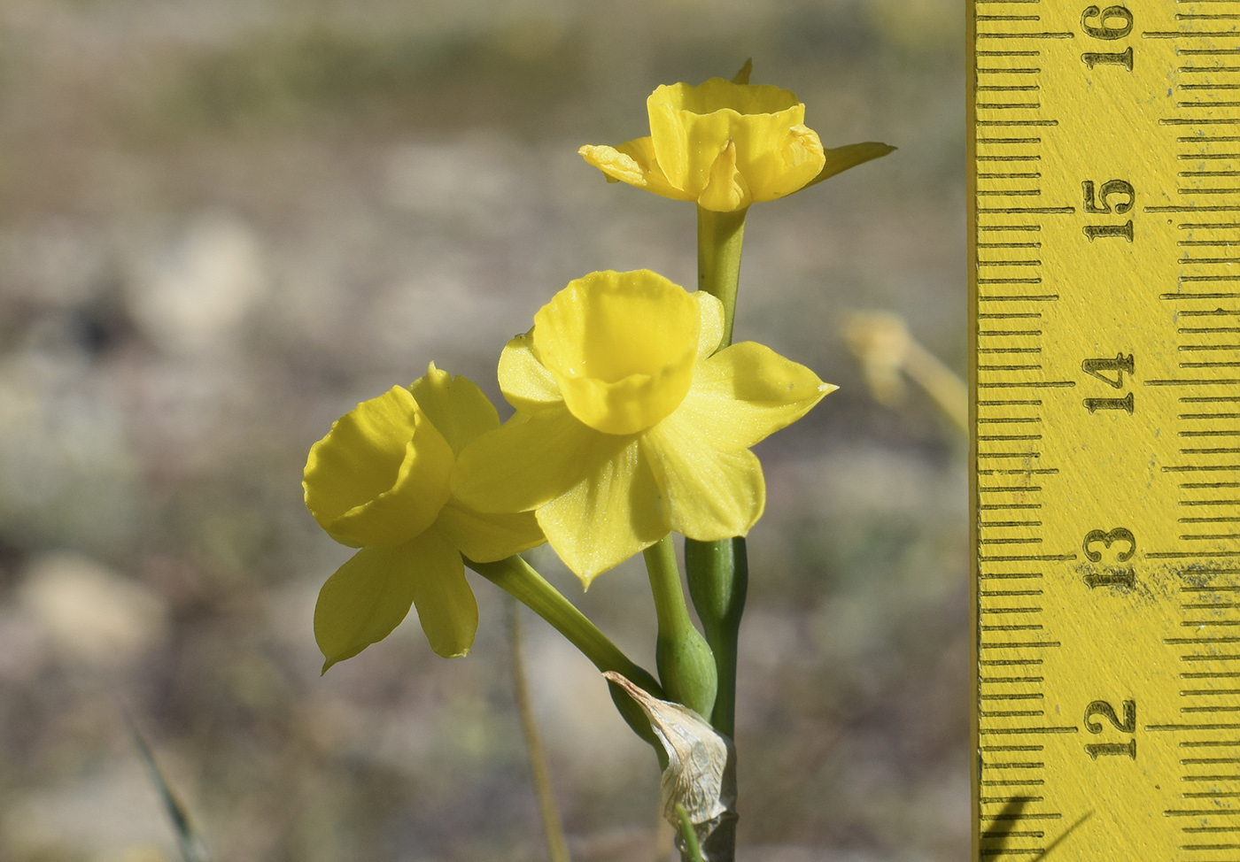 Image of Narcissus assoanus specimen.