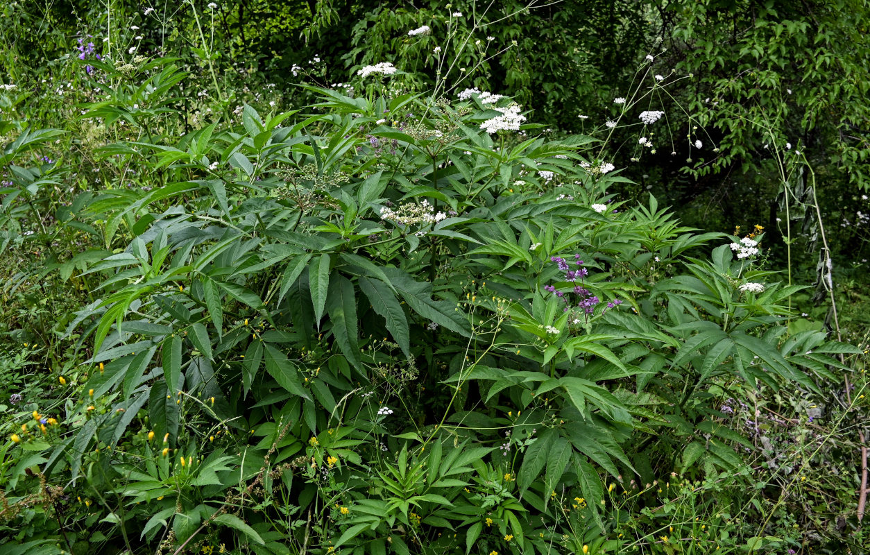 Image of Sambucus ebulus specimen.