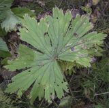 Aconitum septentrionale. Увядающий лист. Ханты-Мансийский автономный округ — Югра, Октябрьский р-н, сельское поселение Курымкары, окр. пос. Горнореченск, правый берег р. Обь, сырой смешанный лес. 05.09.2022.