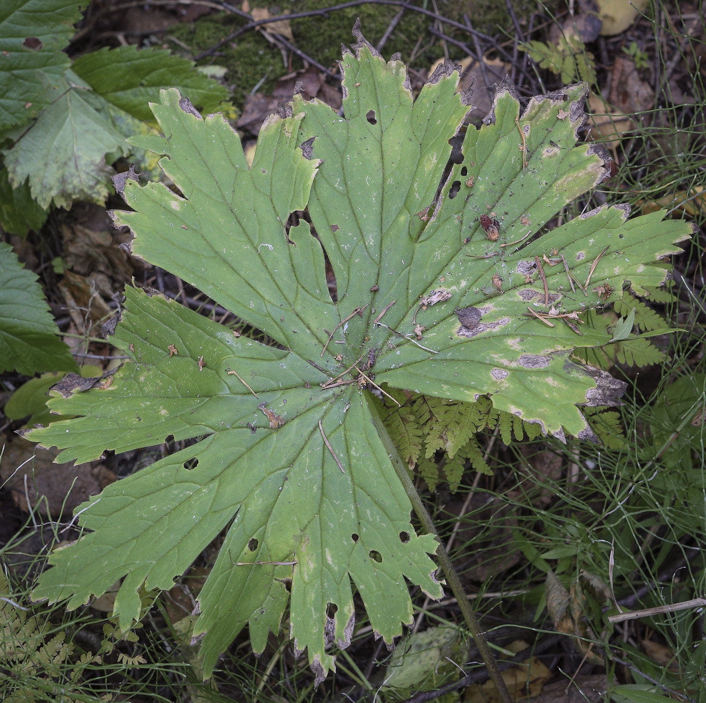 Изображение особи Aconitum septentrionale.