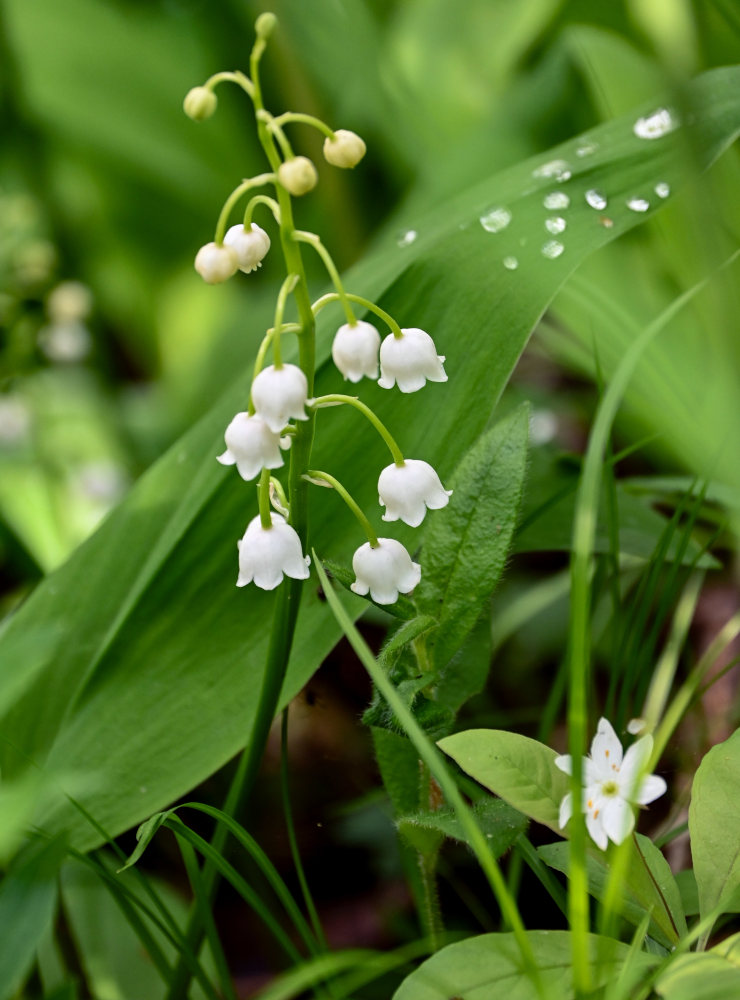 Изображение особи Convallaria majalis.