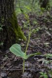 Listera ovata
