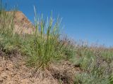 genus Calamagrostis