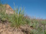 род Calamagrostis. Зацветающее растение. Краснодарский край, Темрюкский р-н, мыс Железный Рог, обрывистый глинистый приморский склон. 29.04.2017.