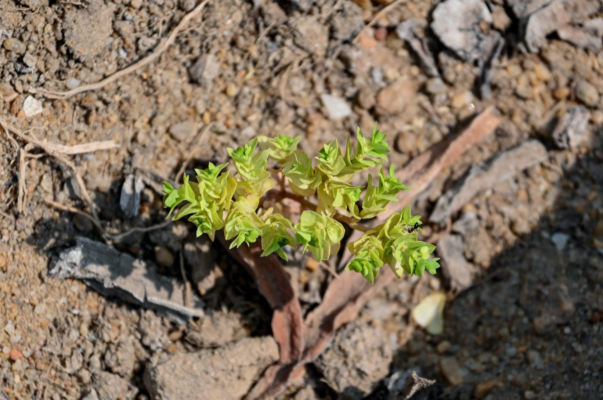 Изображение особи Euphorbia falcata.