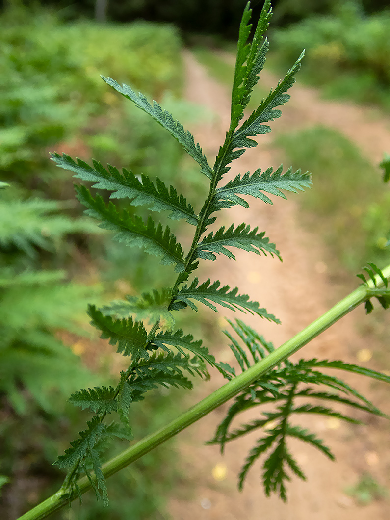 Изображение особи Tanacetum vulgare.